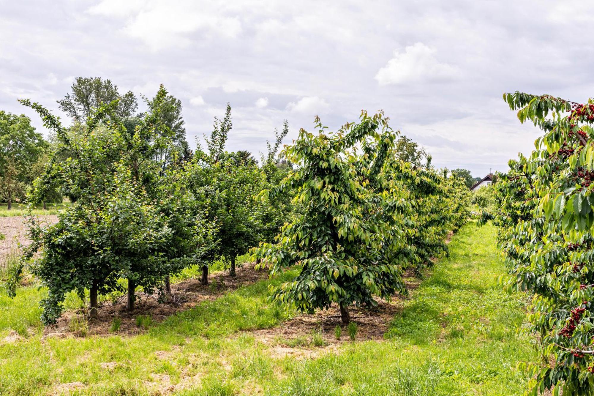 Ferienwohnung Im Obstgarten Ihringen Ngoại thất bức ảnh